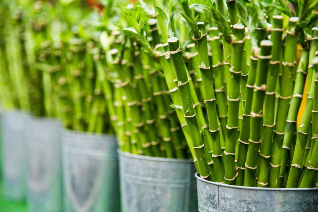Stakeholders Urged to Support Bill Boosting Bamboo&nbsp;Sector