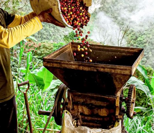 Batangas Coffee Farmers Seek Help to Save Unique ‘Kapeng&nbsp;Barako’